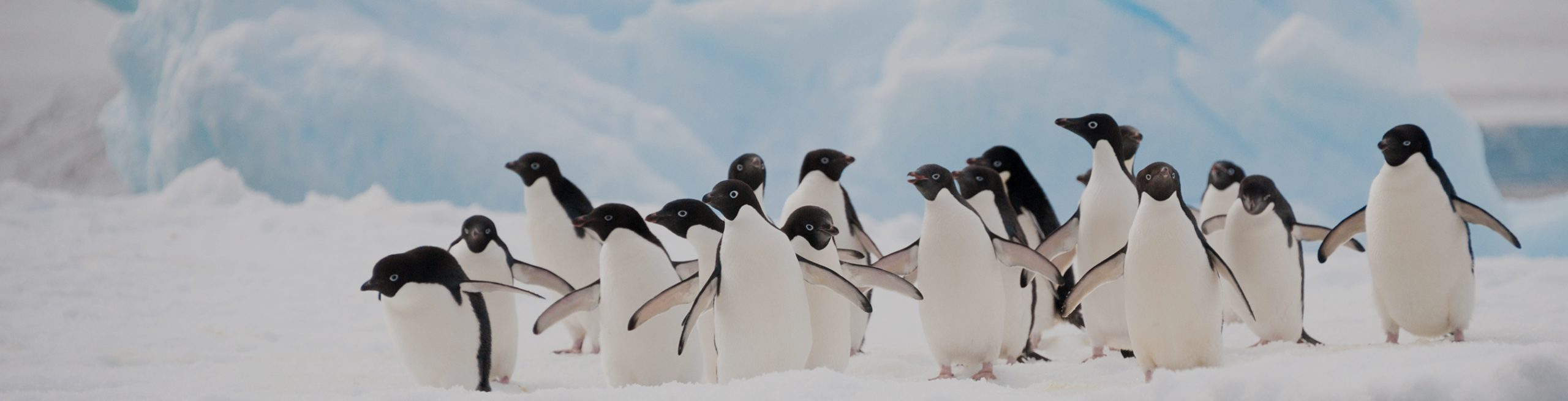 antarctica